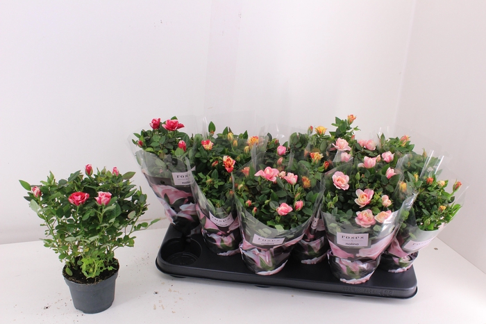 <h4>RO VICTORY GEM</h4>