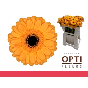 Germini Tweety Water