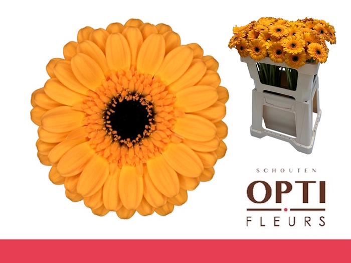 <h4>Germini Tweety Water</h4>