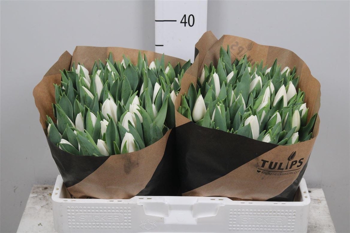 <h4>Tu En Update</h4>