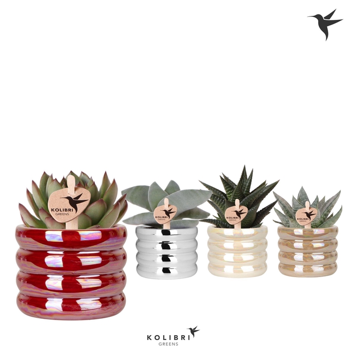 <h4>Kolibri Greens Succulenten mix in Glow pot mix</h4>