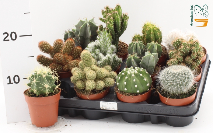 <h4>CACTUS GEM</h4>