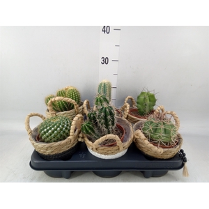 Cactus   ...