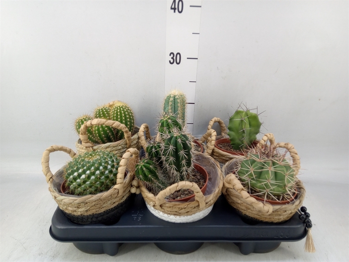 <h4>Cactus   ...</h4>