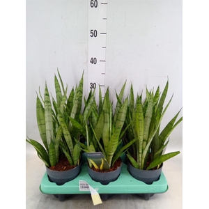 Sansevieria trifa.   ...