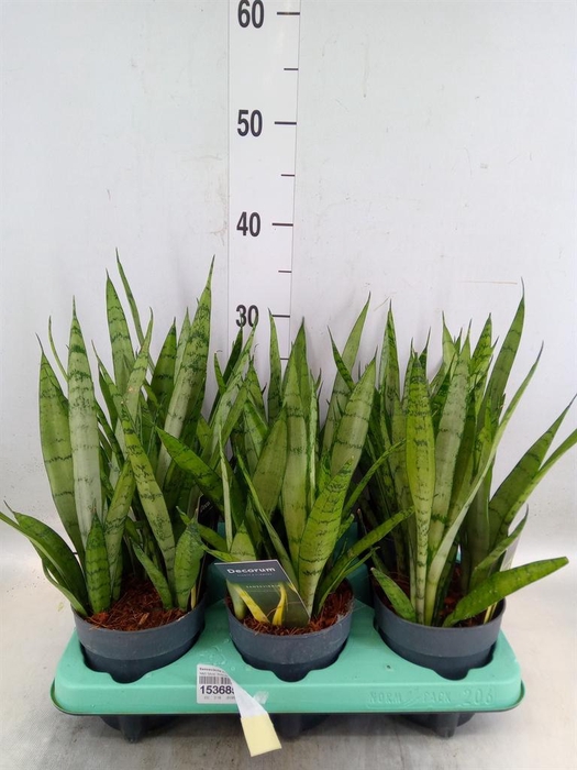 <h4>Sansevieria trifa.   ...</h4>