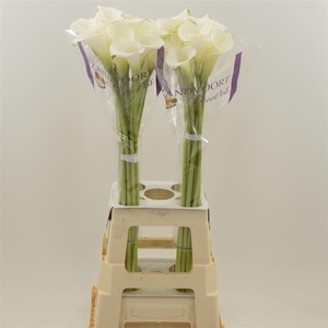 Calla White Art | Heavy Quality