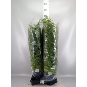 Nephrolepis   ...