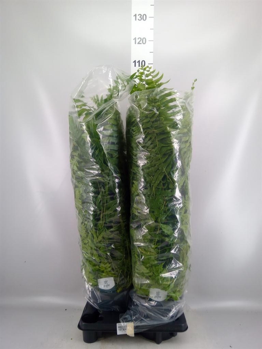 <h4>Nephrolepis   ...</h4>