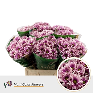 Chrysanthemum TR   ...colored H%