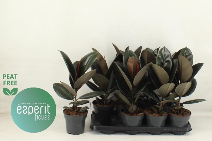 <h4>FIC EL ABIDJAN</h4>