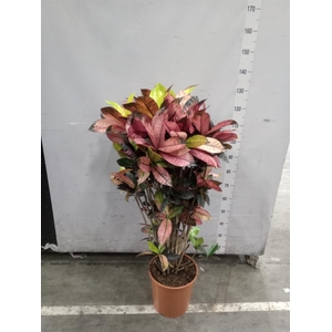 Codiaeum var. GR 'Petra'