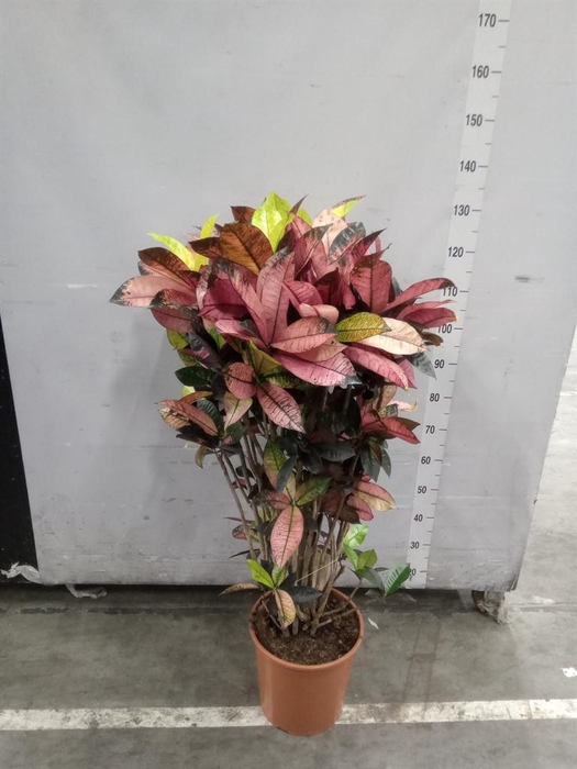 <h4>Codiaeum var. GR 'Petra'</h4>