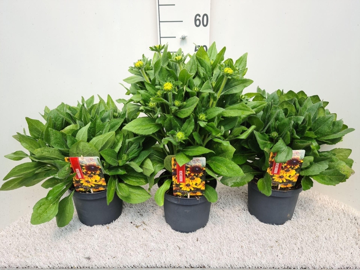 Rudbeckia