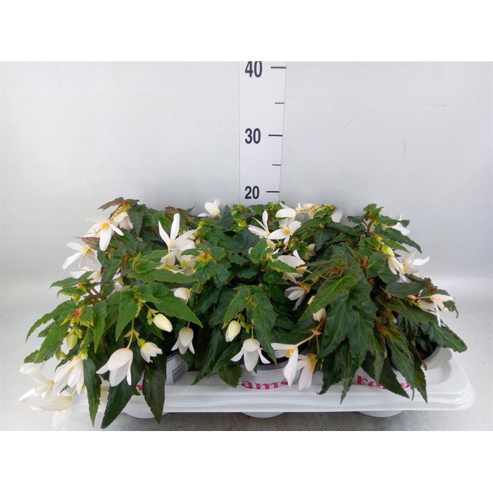 <h4>Begonia boliv. 'Encanto White'</h4>