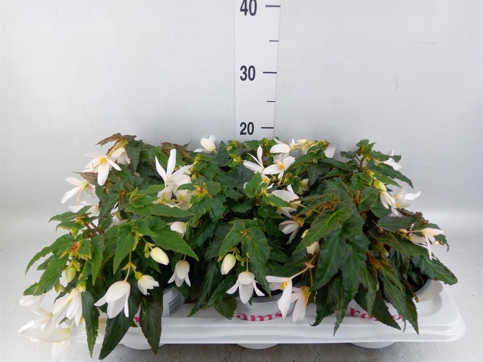 Begonia boliv. 'Encanto White'