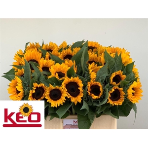 Helianthus Sunrich Orange