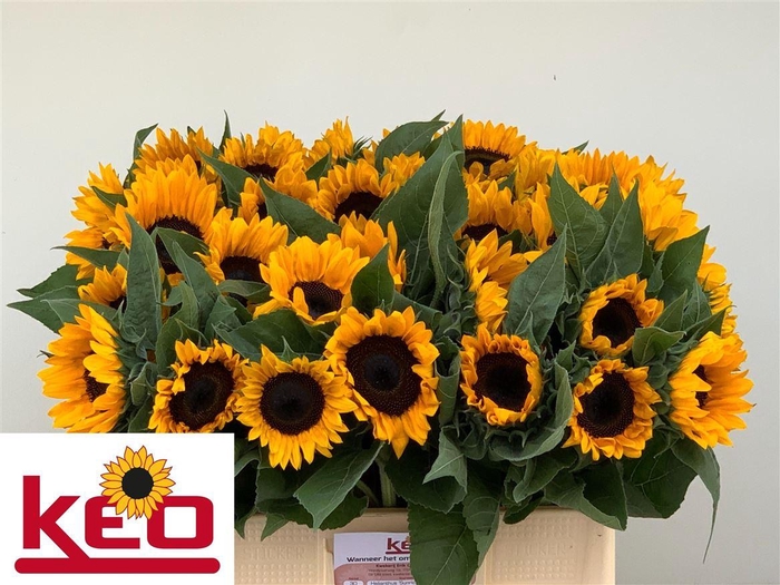 <h4>Helianthus Sunrich Orange</h4>