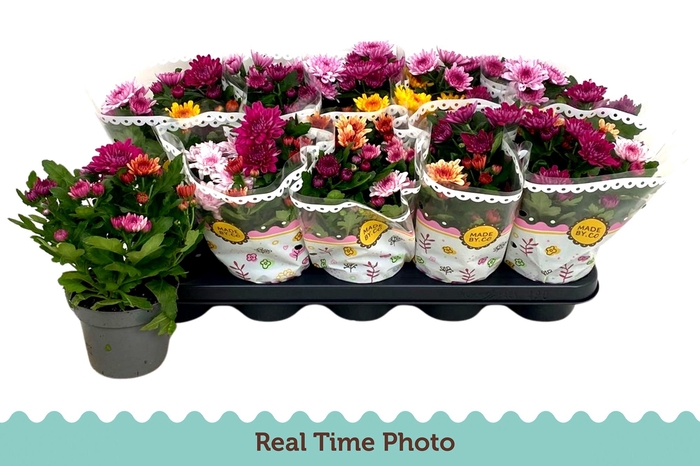 <h4>CHRYS GEM IN POT</h4>