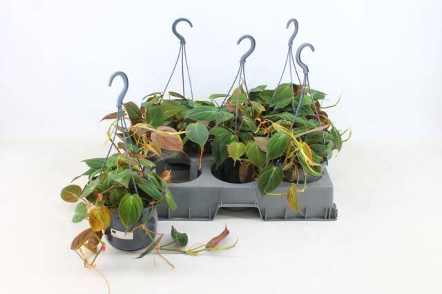 <h4>PHIL OVERIG</h4>