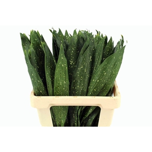 Aspidistra Milky Way 55cm