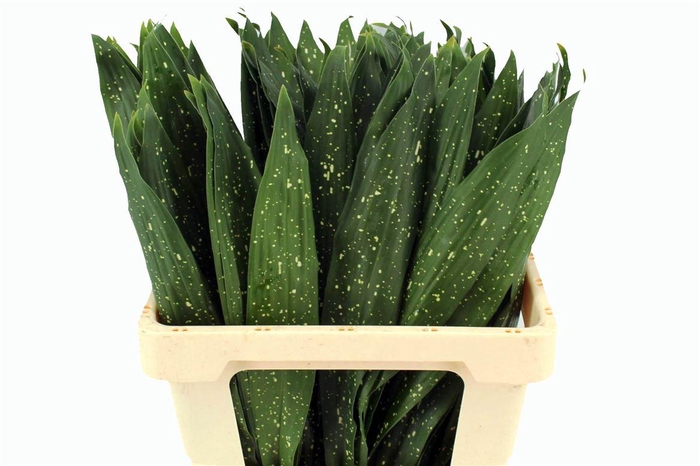 <h4>Aspidistra Milky Way 55cm</h4>