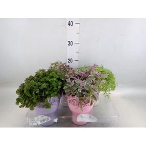 Arr.   Kamerplant Groen L%