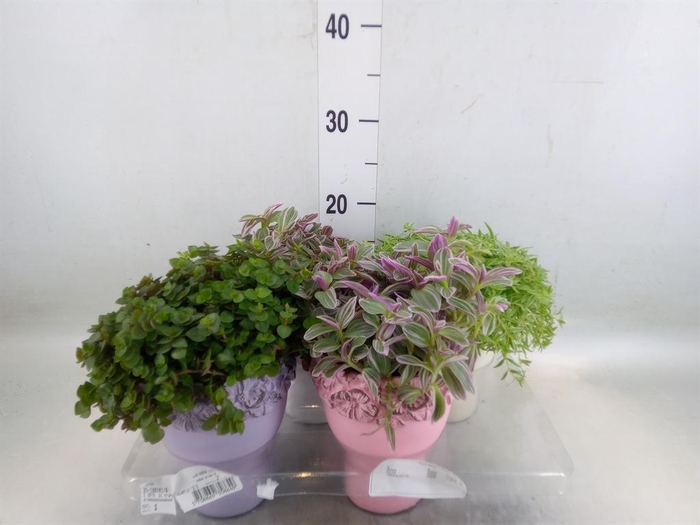 <h4>Arr.   Kamerplant Groen L%</h4>