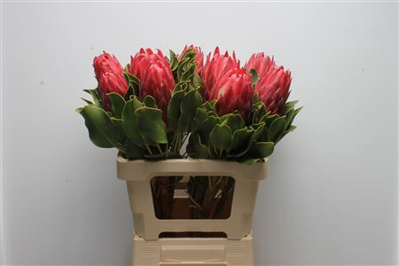 <h4>Protea Cynaroides Red Rex</h4>