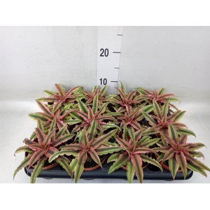 Cryptanthus bivittatus 'Pink Starl'