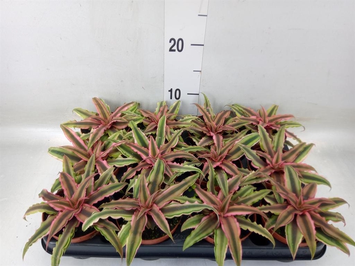 <h4>Cryptanthus bivittatus 'Pink Starl'</h4>