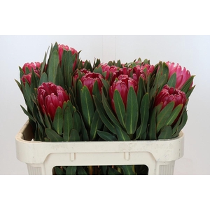 Protea Brenda