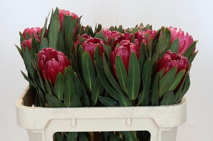 <h4>Protea Brenda</h4>