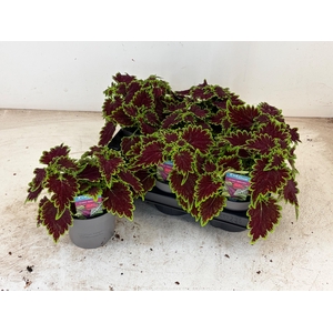 PLEC C MS BOURON STR