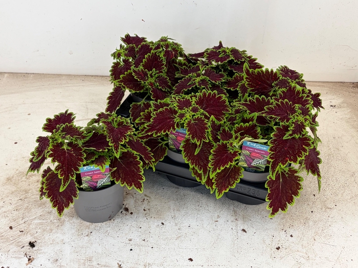 <h4>PLEC C MS BOURON STR</h4>