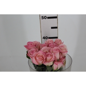 ROSA VANIA 040 CM ESTUFA
