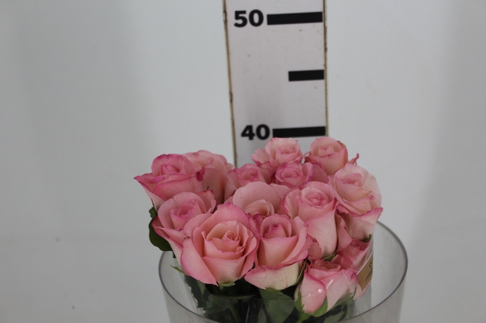 <h4>ROSA VANIA 040 CM ESTUFA</h4>