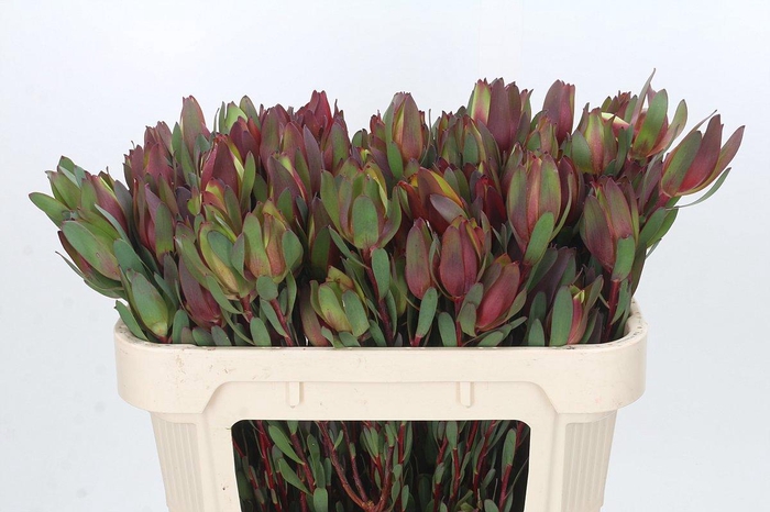 <h4>LEUCAD SENORITA</h4>