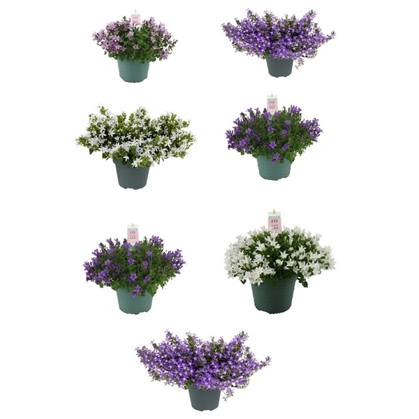 <h4>Campanula Addenda mixkar</h4>