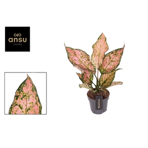 Aglaonema Pink Dolphin
