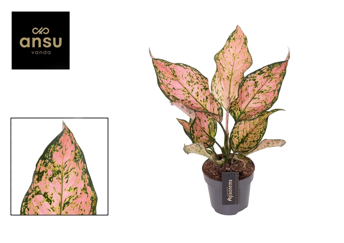 <h4>Aglaonema Pink Dolphin</h4>