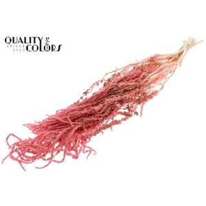 Hang Amaranthus ±70cm Preserved per bunch Bleached Pink