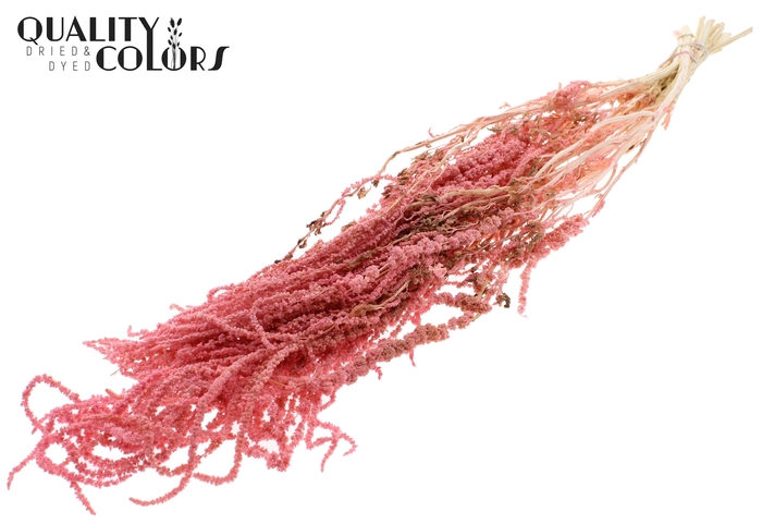 <h4>Hang Amaranthus ±70cm Preserved per bunch Bleached Pink</h4>