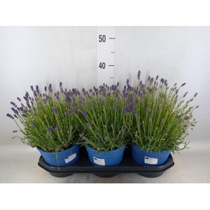 Lavandula angus. 'Hidcote'