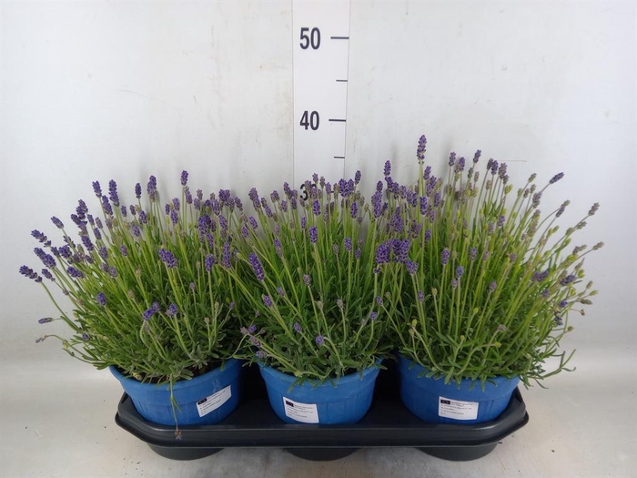 <h4>Lavandula angus. 'Hidcote'</h4>