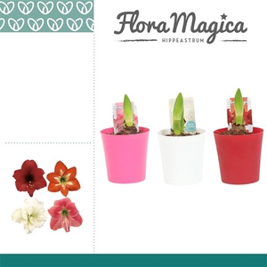 Amaryllis Kolibri Mix 1 Knop in Linge ompot