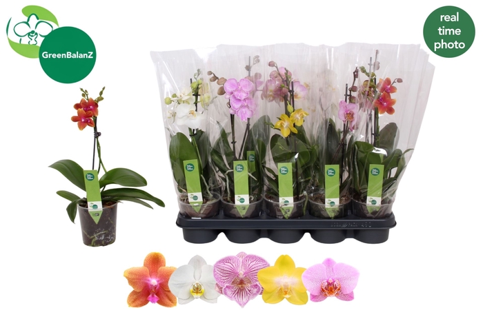 <h4>Phalaenopsis gemengd 5 kleuren</h4>