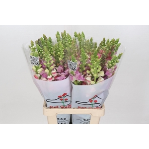 Antir Poto Rainbow Mix