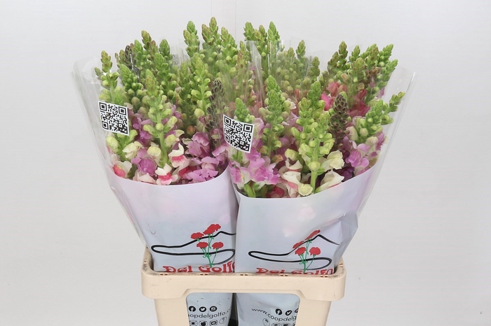 <h4>Antir Poto Rainbow Mix</h4>