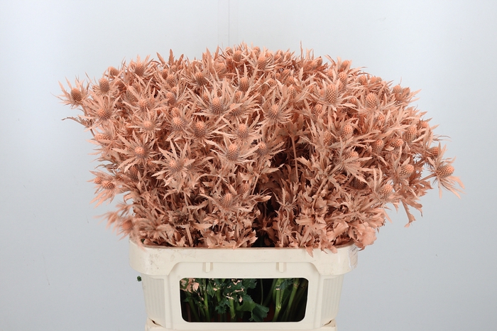 <h4>Eryn Orion Kl Bh Apricot</h4>
